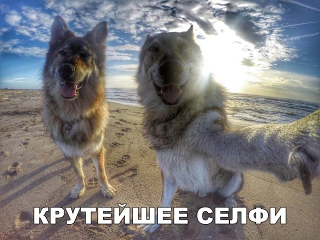 Живность из сети