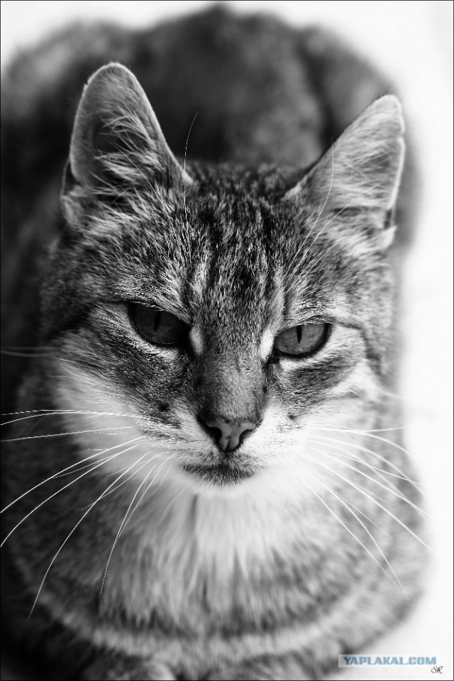 УРРААА ! Котовторник на ЯПлакалъ !