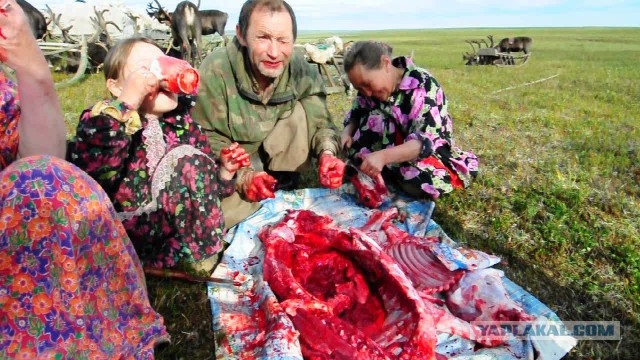 Медведь в якутской деревне