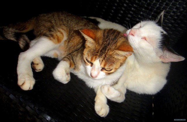 Последний Котовторник... октября :)