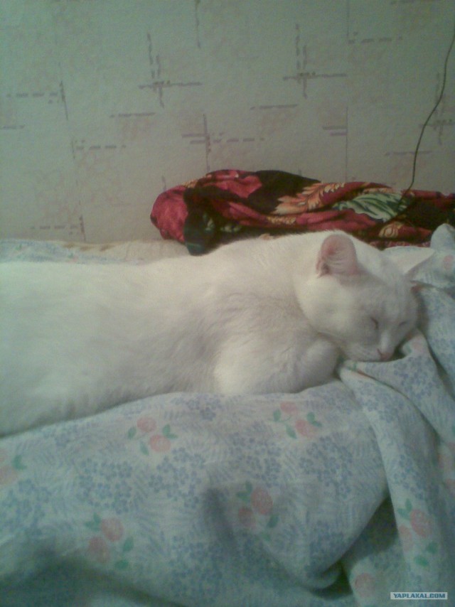 Котовторник 1.02.2011