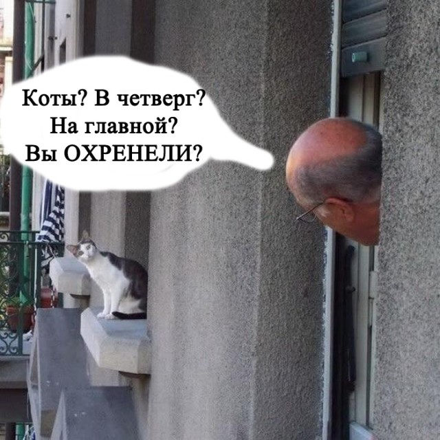 Это у котов-то эмоций не бывает?!