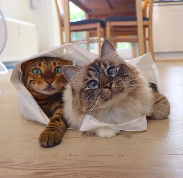 Прикольных котов пост