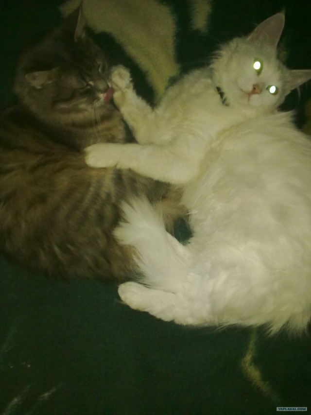 Котовторник с Кузей