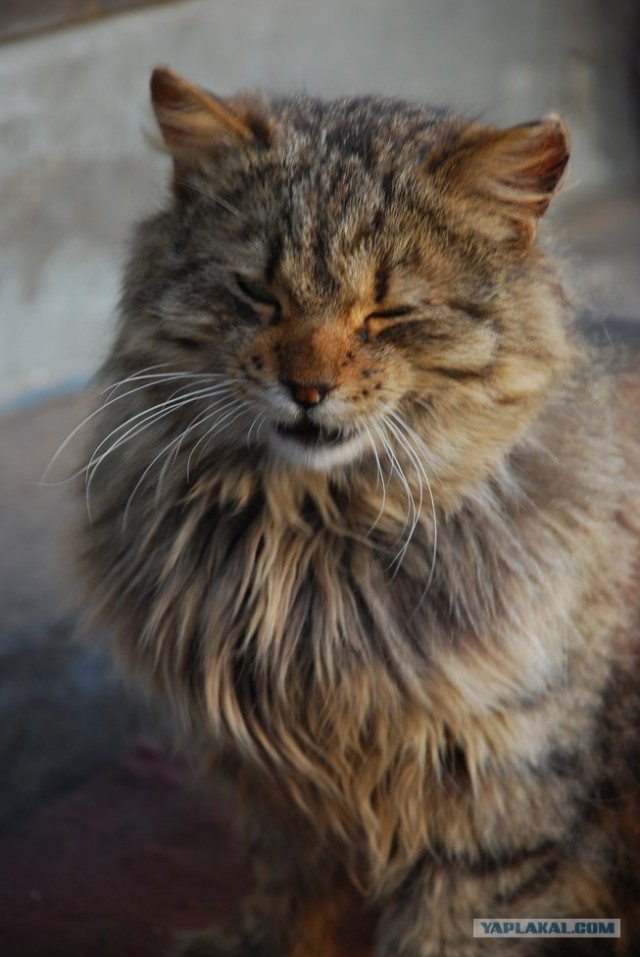 Котовторник (начало в супермаркете!)