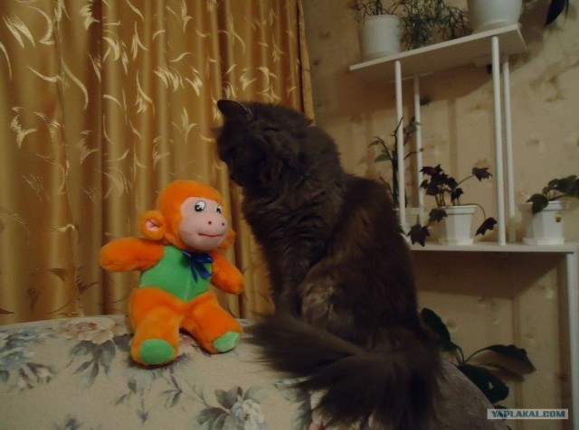 Котовторник 20.12.2011