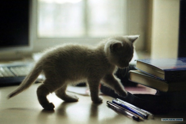 Первый КОТОВТОРНИК 2012