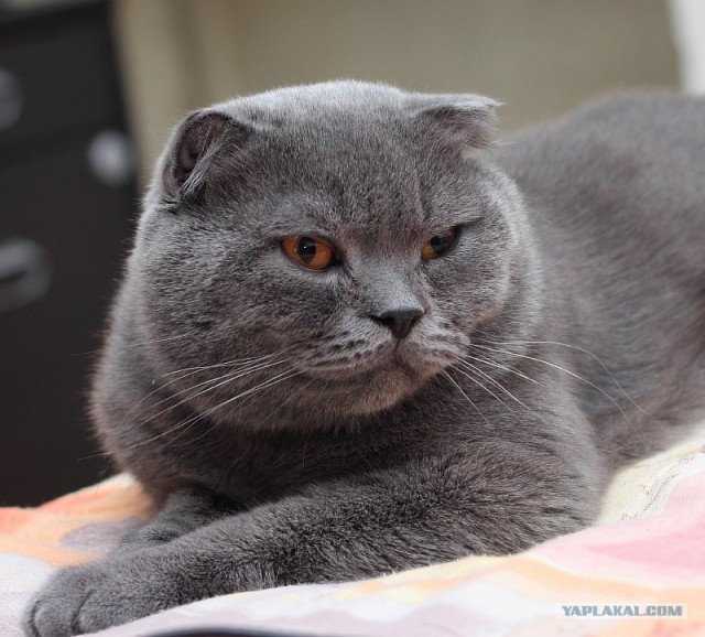 Котовторник 17 января