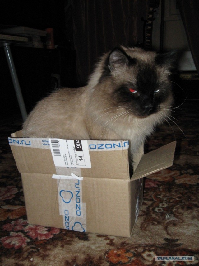 Котовторник (07.02.2012)
