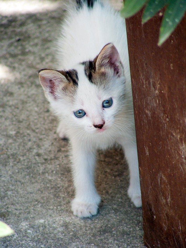 Котовторник  от 3.04.2012