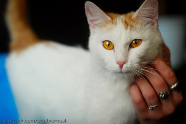 Котовторник 24.04.2012