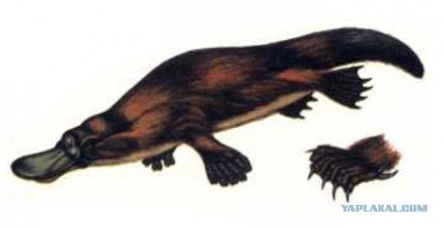 Неведомая хня