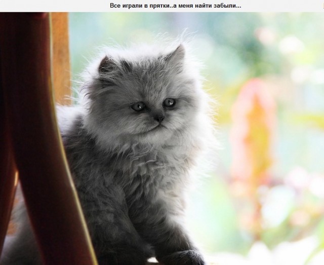 Котовторник  14.08.2012.