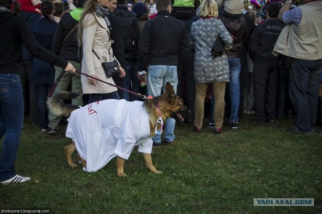 Собака — Улыбака :)