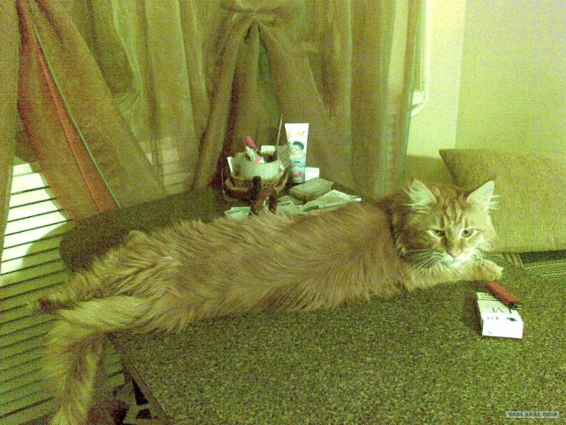 Котовторник 29.01.2013