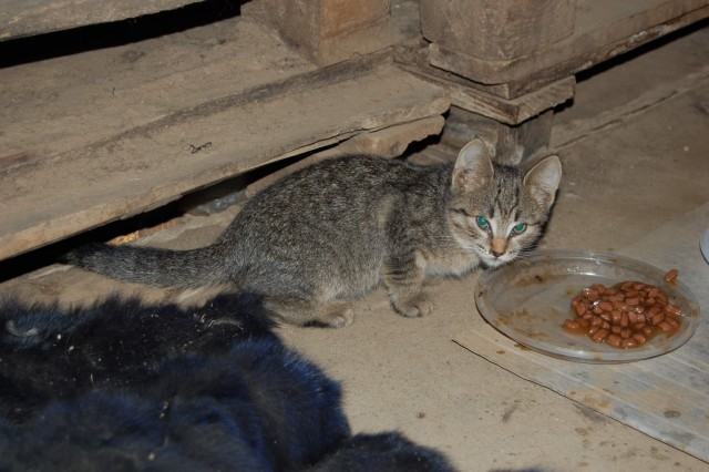 Забавные фото котеек