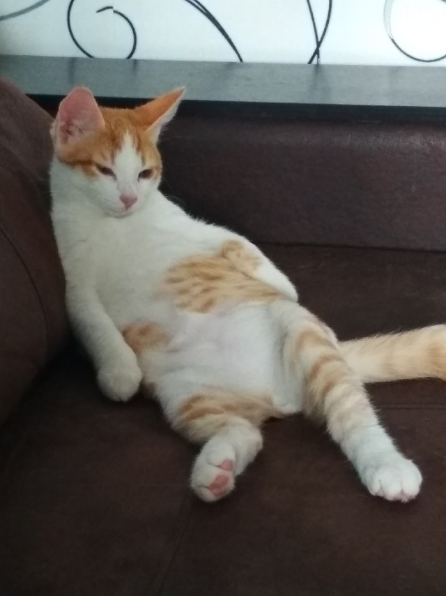Вот так котовторник