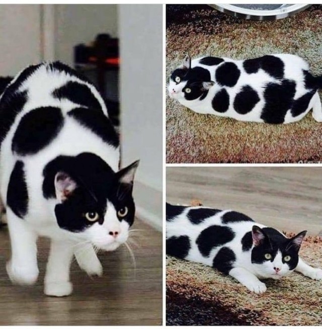 Забавные фото котеек