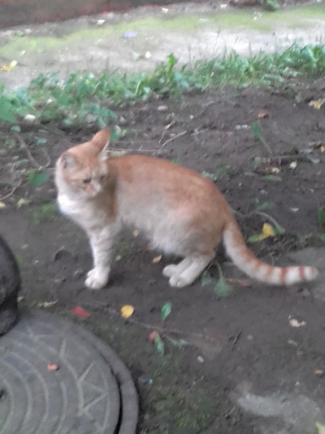 Забавные фото котеек