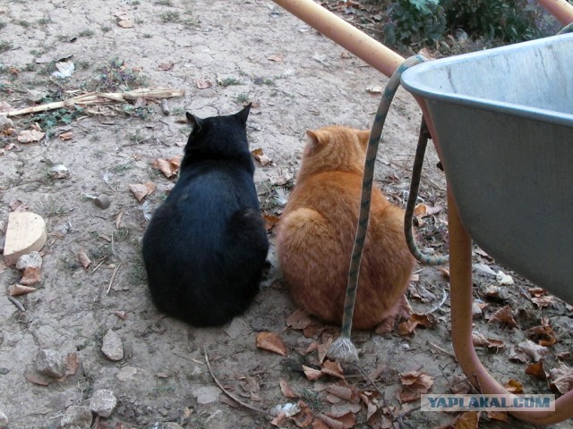 Начнем котоФторник?