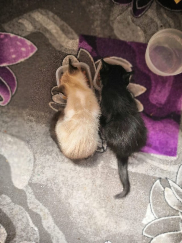Кому котеныша?