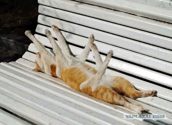 Я знал прикуп! Я в Сочи!