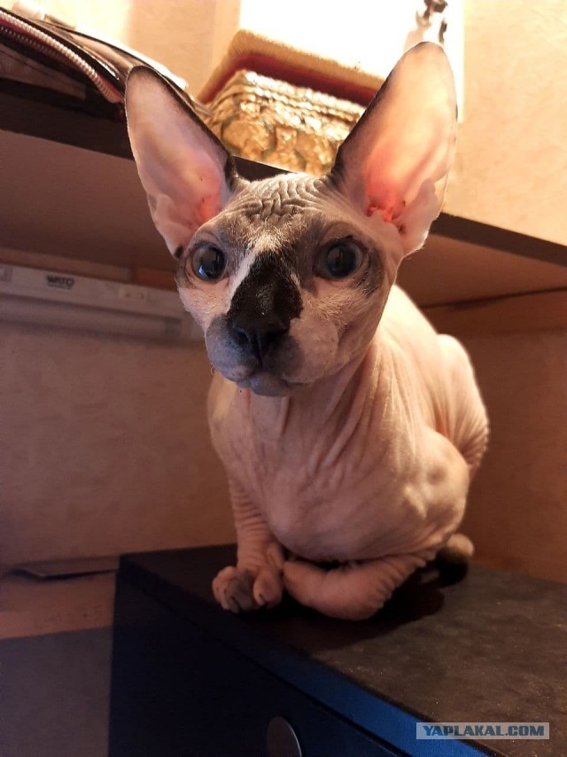 Котовторник же!
