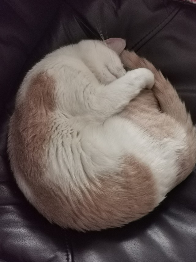 Вторник. Кото-вторник...