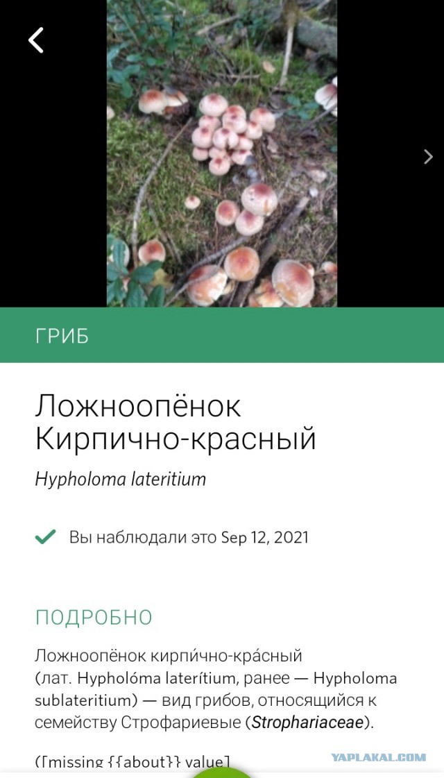 По грибы