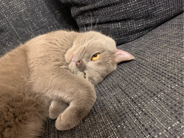 Новая хозяйка (к котовторнику)