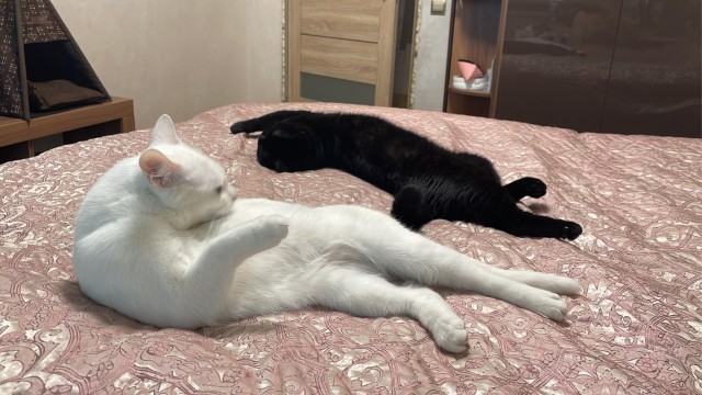 Котовторнику быть