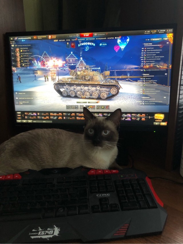 Котовторник 21.12.21