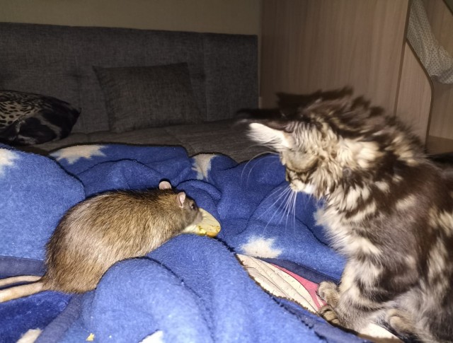Кошка