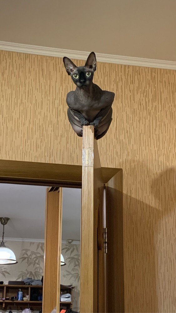 Котовторник 25.01.22