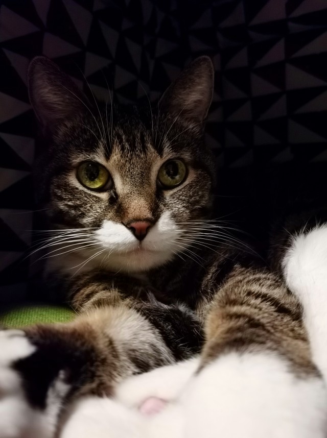 МИРУ - МИР ! Котикам - котовторник !