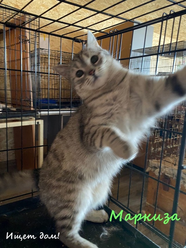 Жизнь домашнего приюта "Котоленд" 330