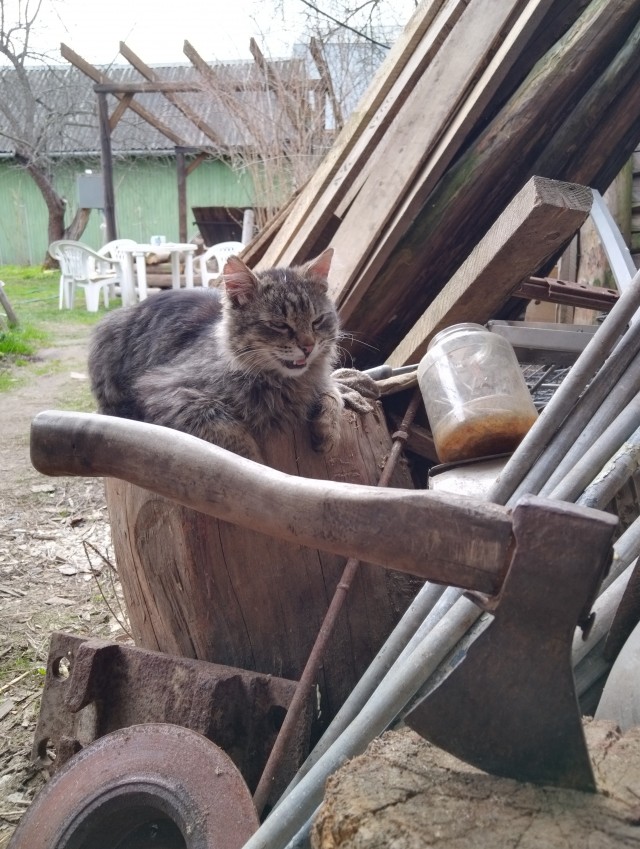 Специально для тех глупцов, которые считают котов бесполезными животными