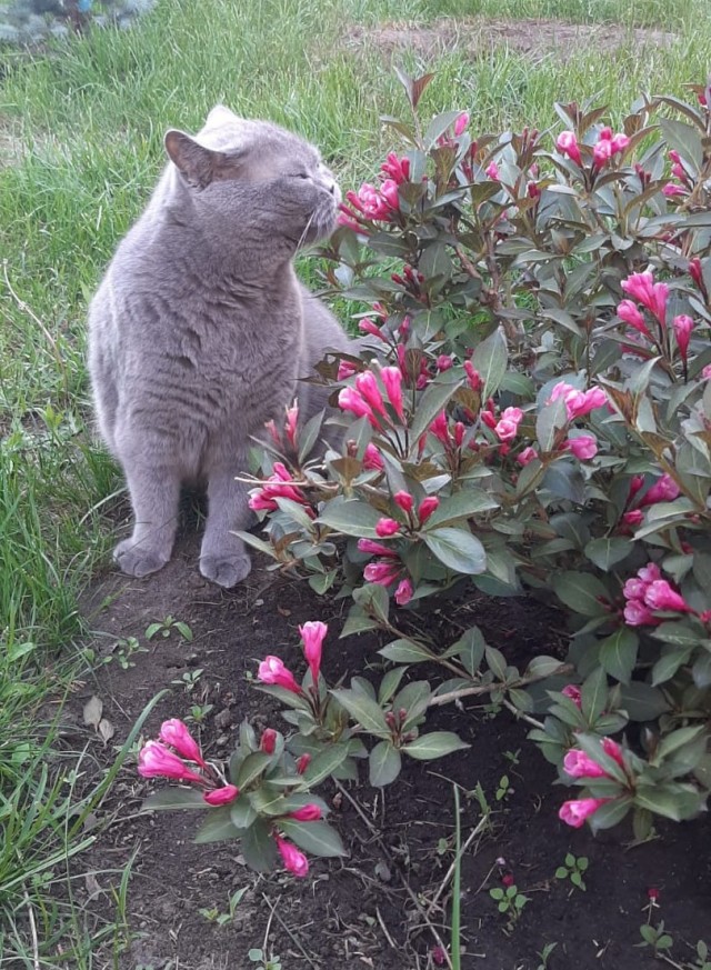 Начну котовторник чуть раньше!