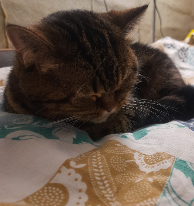 На котовторник