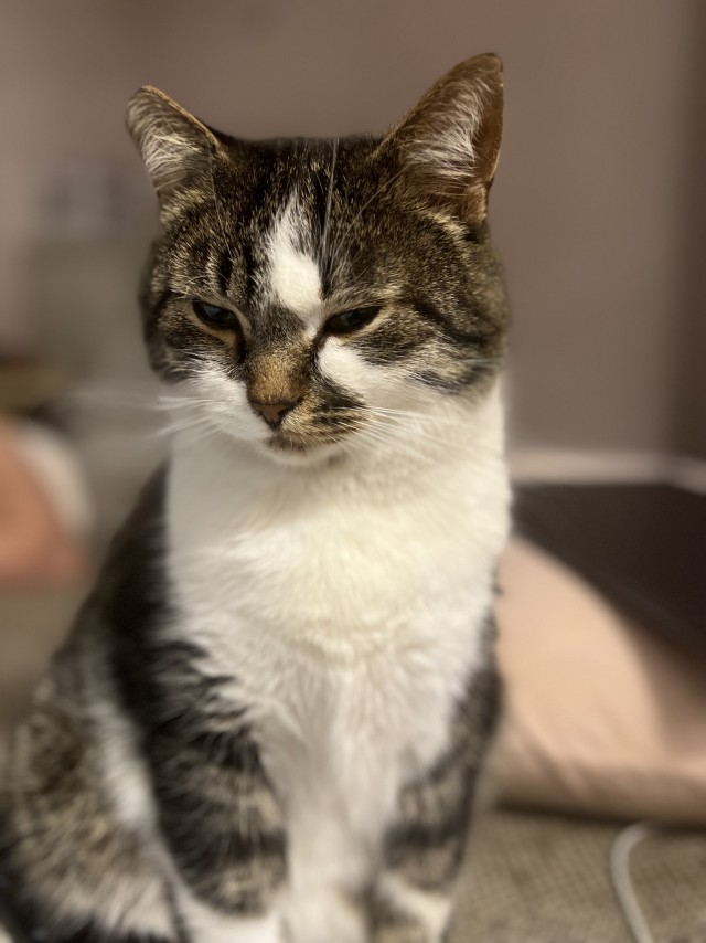 Потерявшийся кот