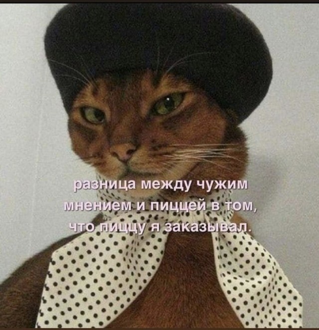 Котоюмор на ЯП. Веселые кото-картинки!