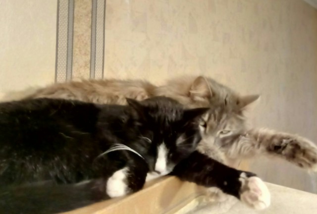 Котодракула