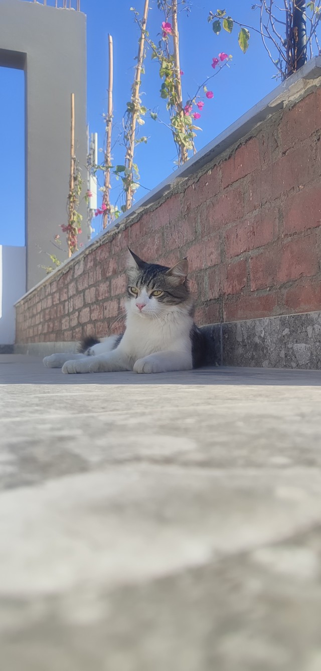 Коточетверг!
