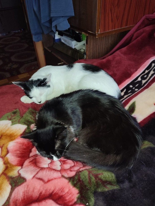 Коточетверг!