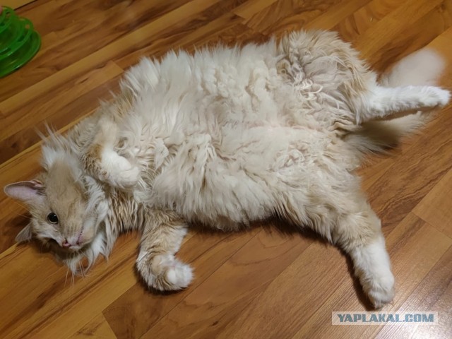 Коты белые, 12 литров