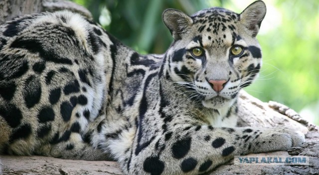 Красота диких кошек