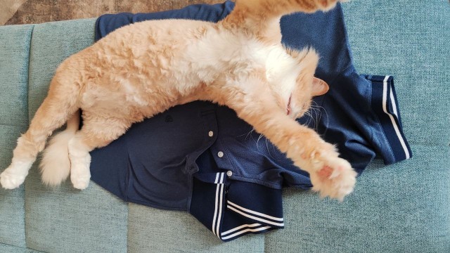 Ловушки для котов