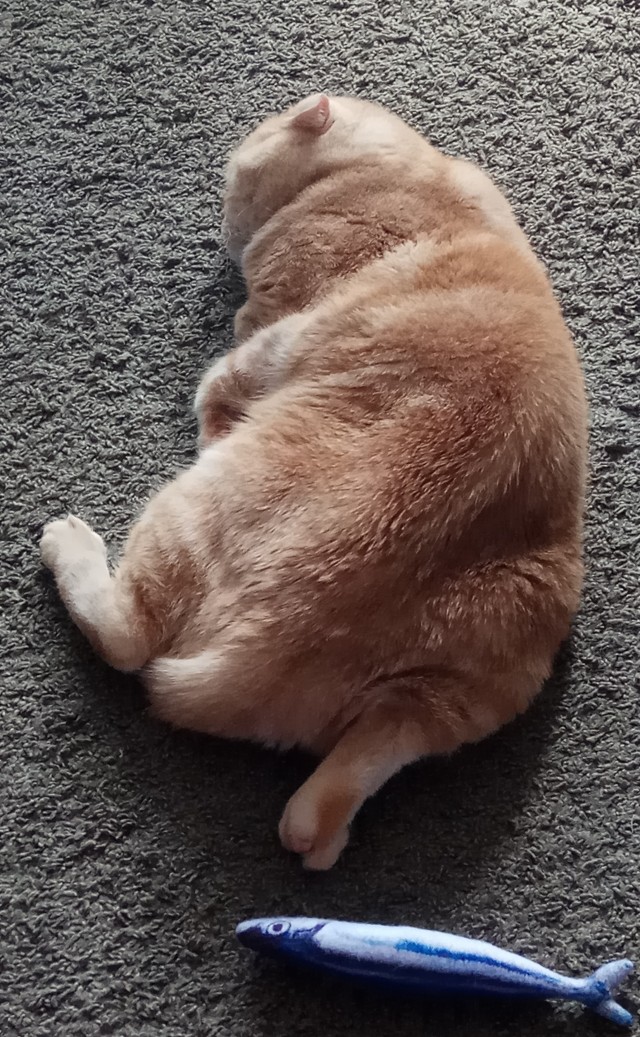 Позы для сна у кошек - что они означают?