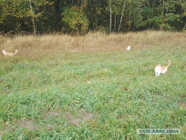 Жизнь домашнего приюта для котеек 467