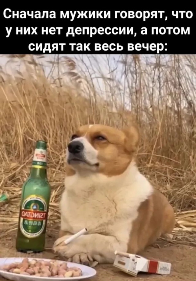 Приколы с налетом деградации